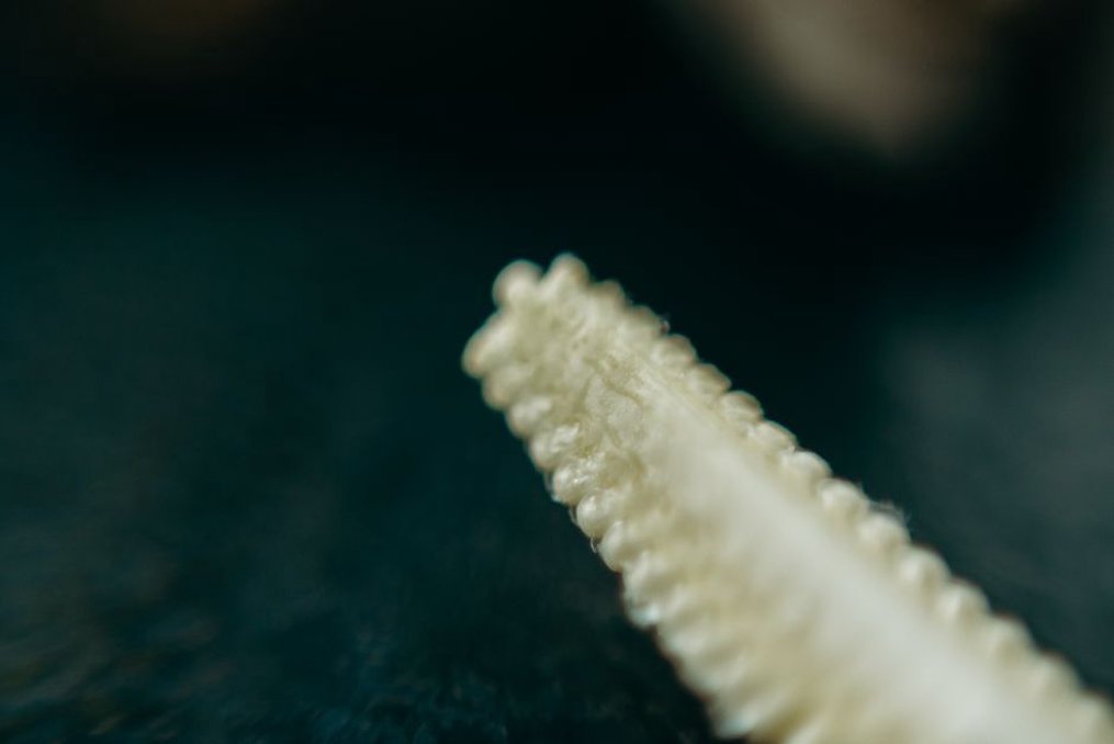 Edwardian hand-carved shell comb with fine scalloped edge on soft linen