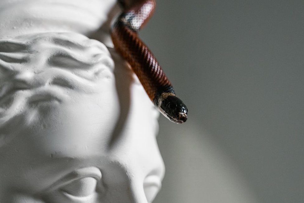 A black enamel serpent hair ornament featuring a single ruby cabochon eye