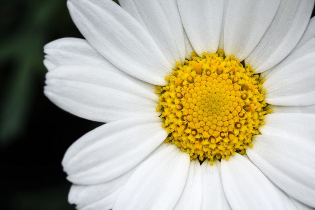 Detailed view of the spring hinge and moulded daisy on a mini alligator clip