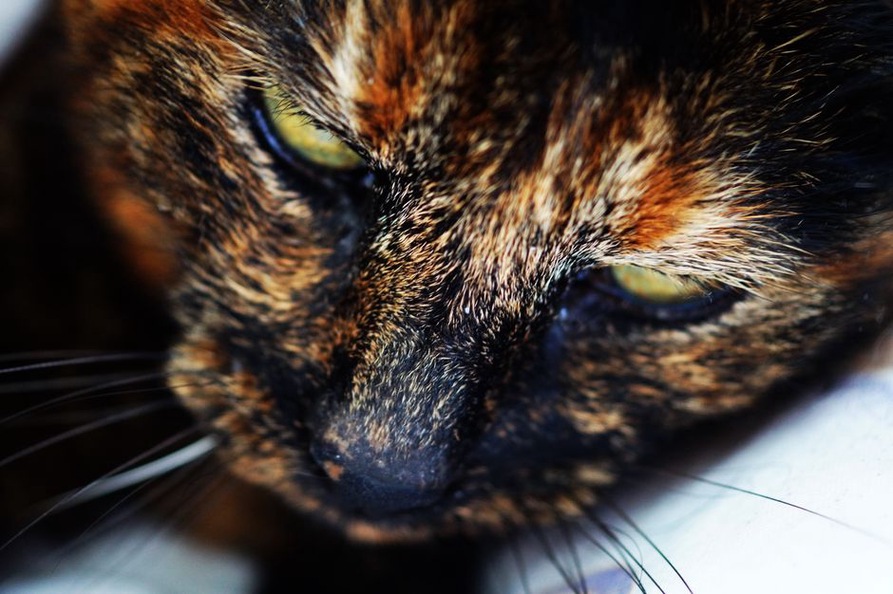 Detailed view of tortoiseshell mottling on a vintage hair clip