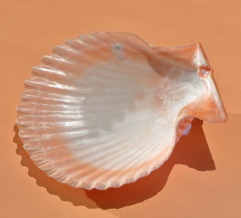 Close-up of a vintage mother of pearl hair claw with scalloped edges