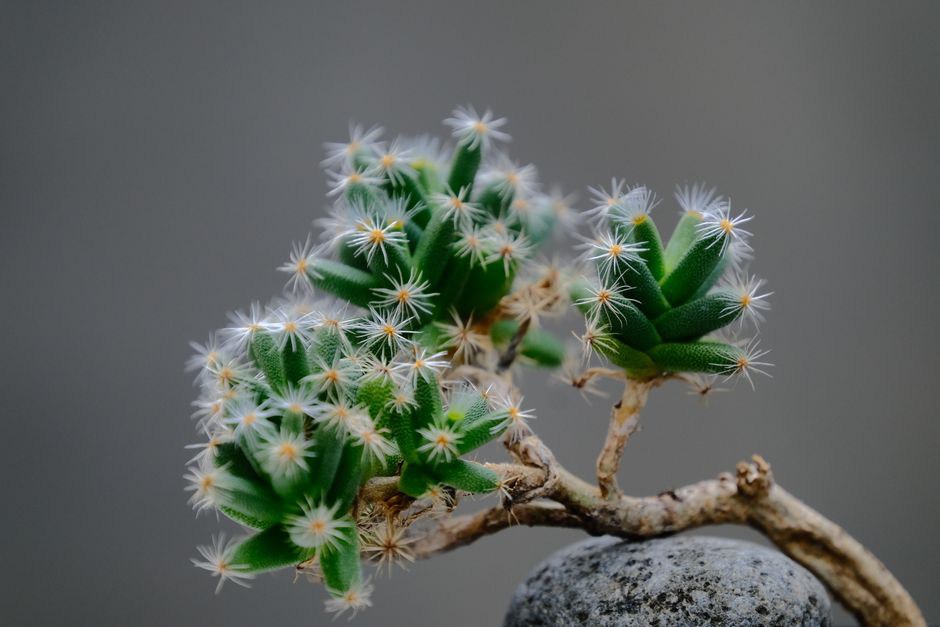 Close-up of a crystal cactus barrette with off-white enamel base