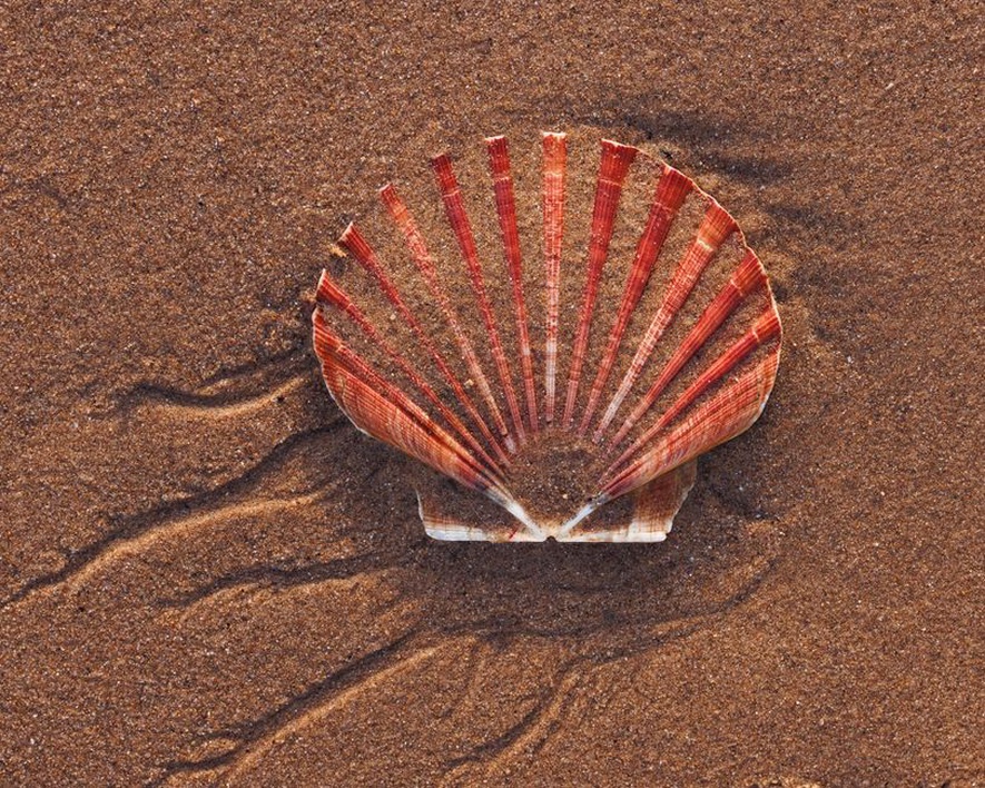 A close-up of a vintage coral-coloured celluloid hair claw with scalloped edges resting on a lace doily