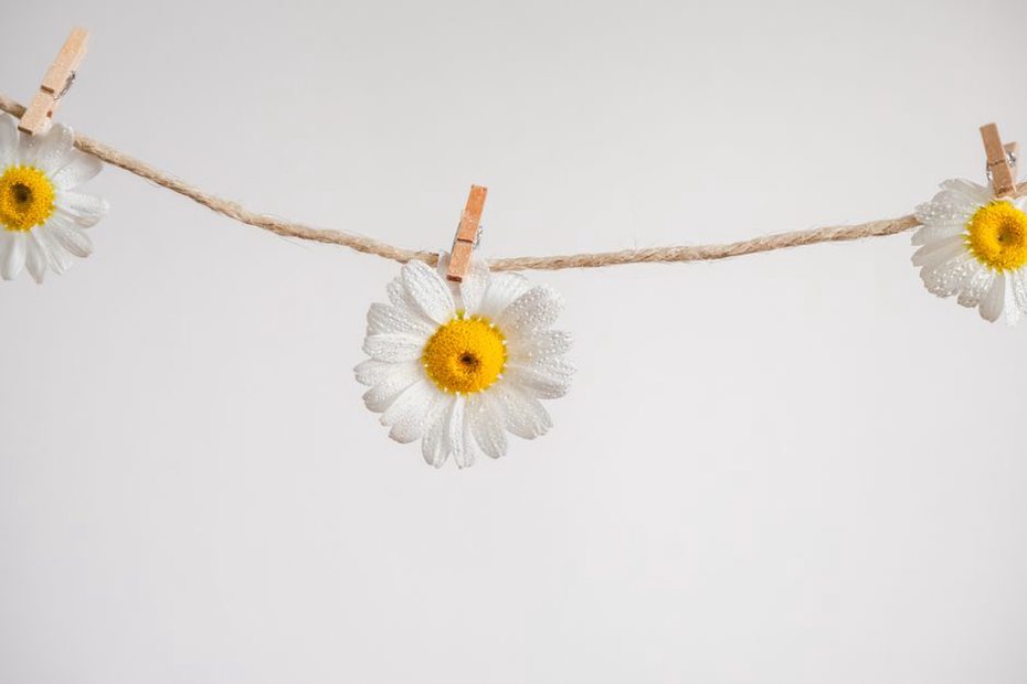 Assorted mini daisy alligator clips in pastel pink, blue, and white