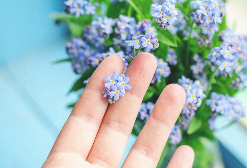 Hand-painted enamel forget-me-nots on a mid-century tortoiseshell comb