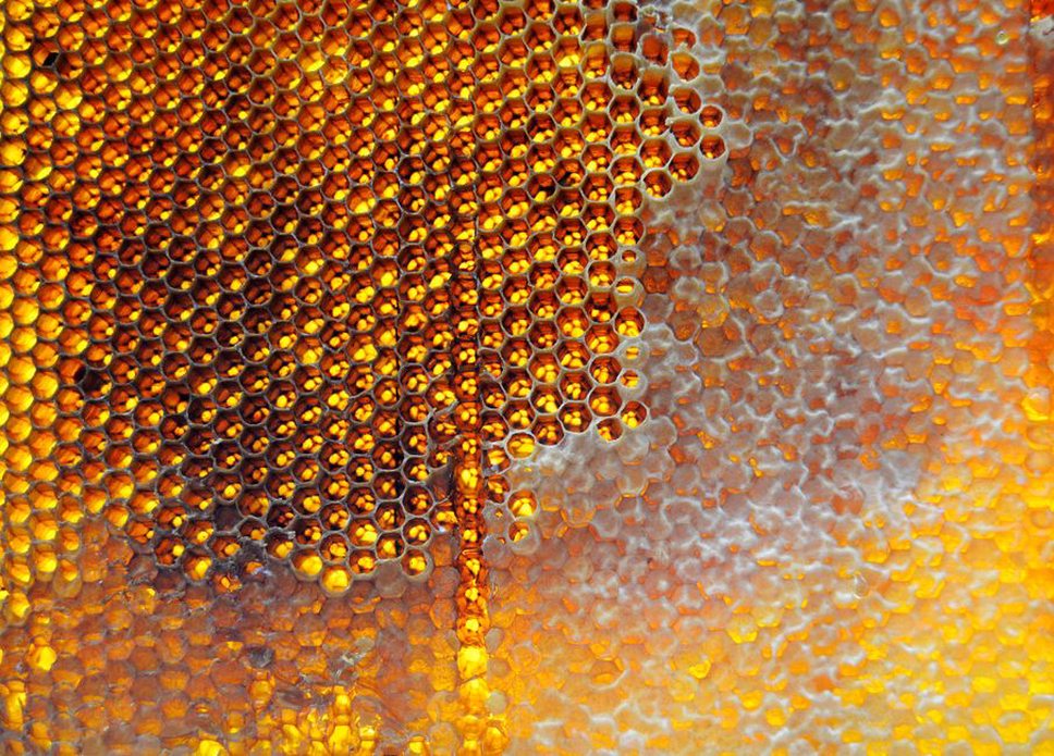 Close inspection of a carved early plastic comb