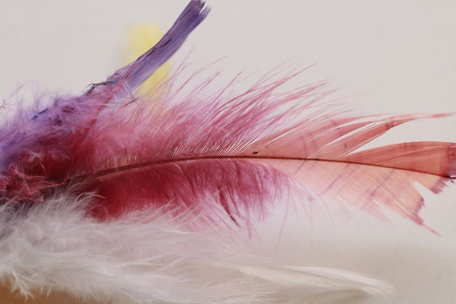 Feather stems meet the covered base of a small comb