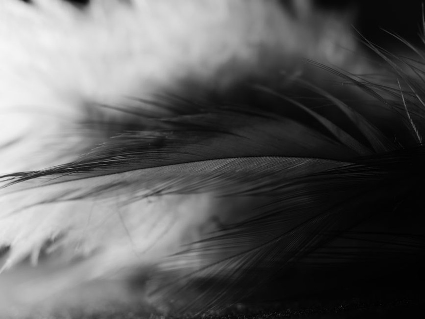 A curved plume extends beyond a dark hat brim